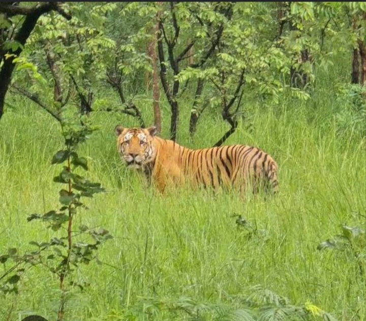 tiger in nallamala forest near srisailam project and dam