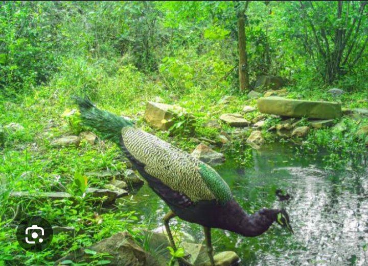peacock in nallamala forest near srisailam project and dam