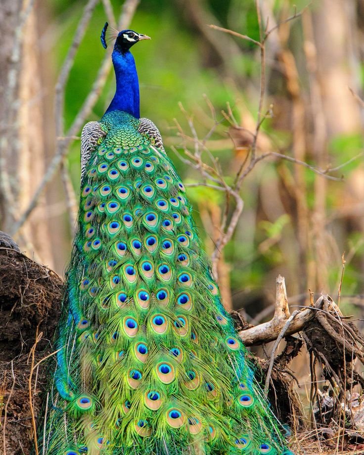 Beautiful peacock in srisailam forest