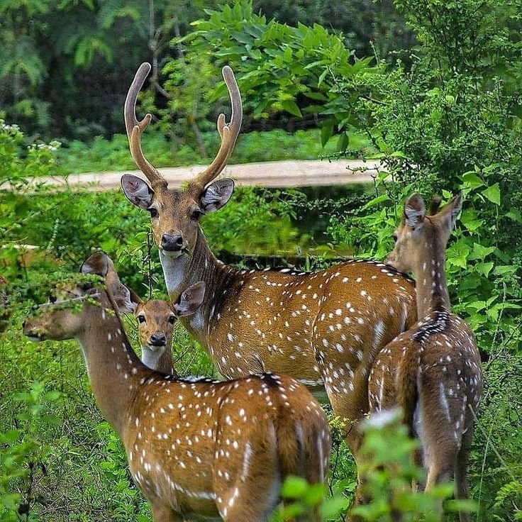 deer in nallamala forest